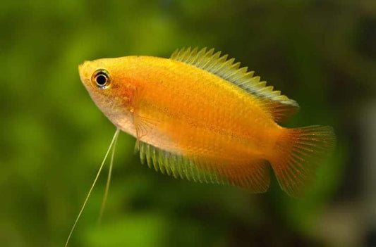 Honey Gourami (Trichogaster chuna)