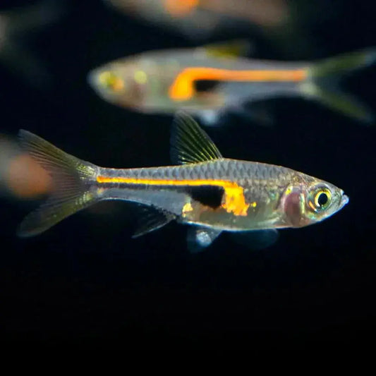 Hengeli Rasbora (Trigonostigma hengeli)