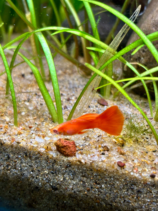 Albino Full Red Guppy - Pair (Poecilia reticulata)