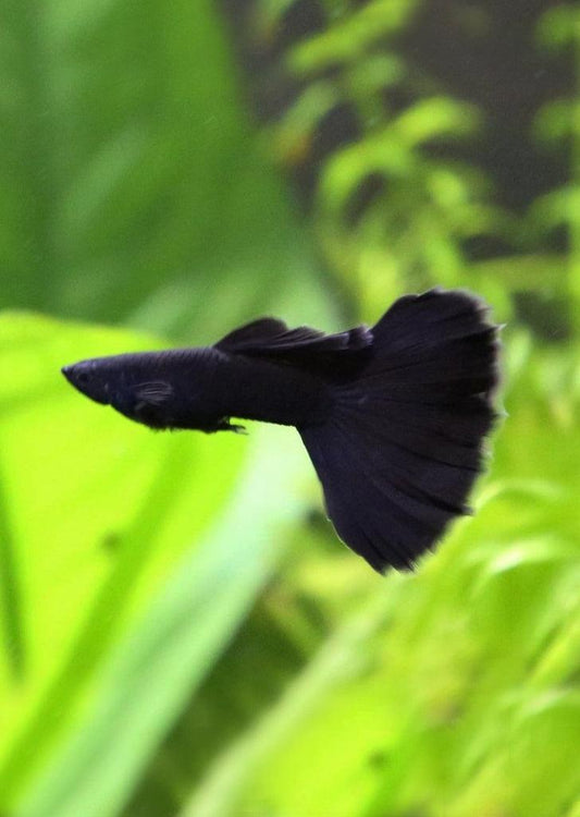 Moscow Jet Black Guppy - Pair (Poecilia reticulata)