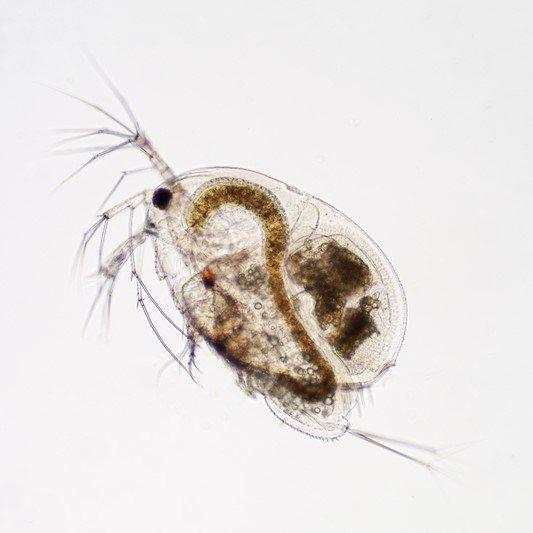 ~Y) Moina Culture Starter (Moina sp.)