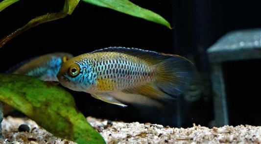 Goldeneye Cichlid / Nanacara Anomala - Pair (Nannacara anomala)