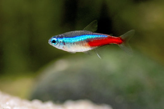 Neon Tetra (Paracheirodon innesi)