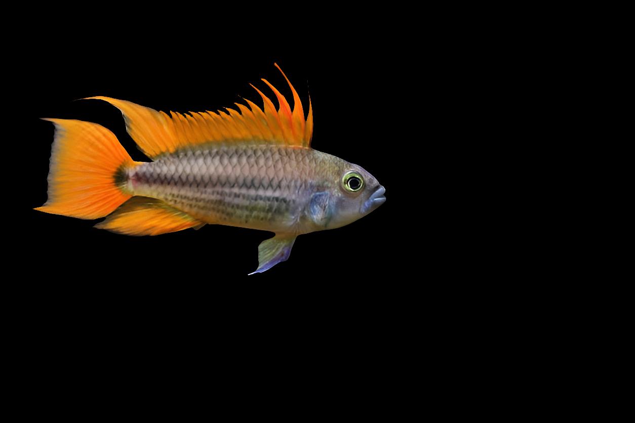 Apistogramma Cacatuoides – Orange Flash - Pair (Apistogramma cacatuoides)