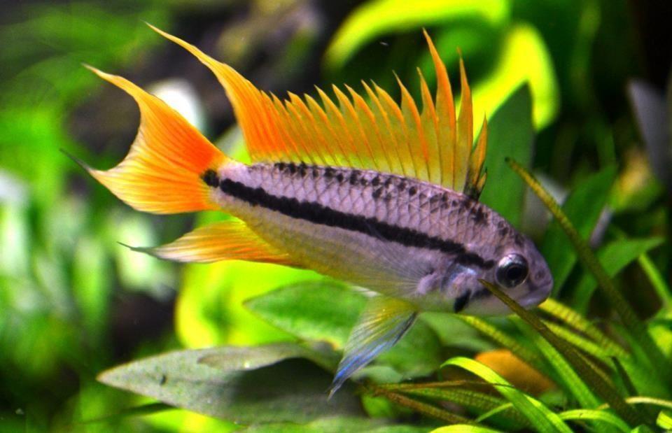 Apistogramma Cacatuoides – Orange Flash - Pair (Apistogramma cacatuoides)