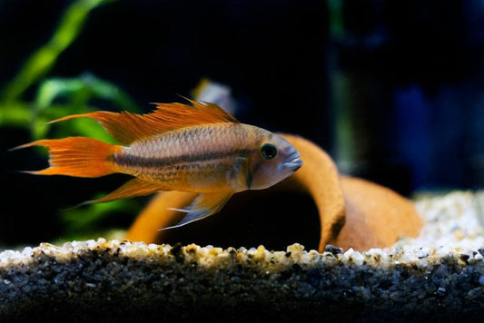 Apistogramma Cacatuoides – Orange Flash - Pair (Apistogramma cacatuoides)