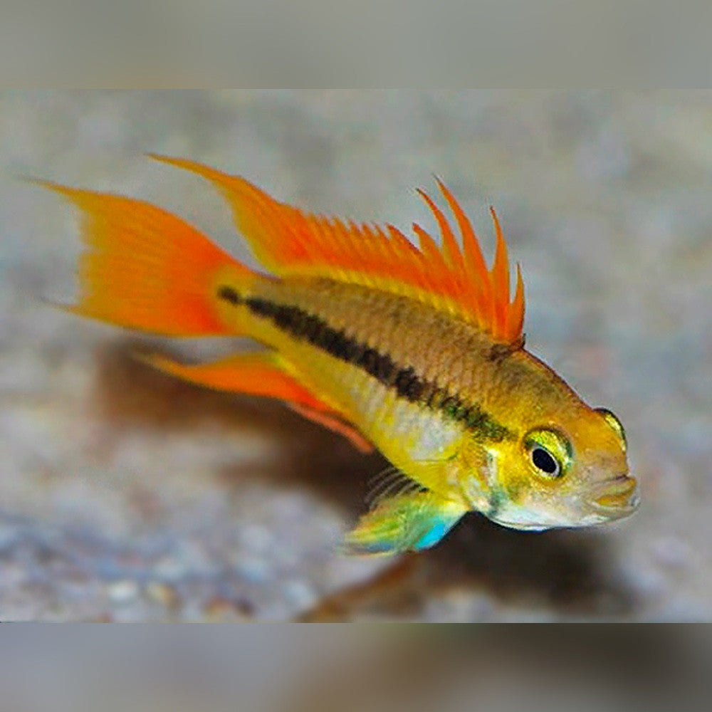Apistogramma Cacatuoides – Orange Flash - Pair (Apistogramma cacatuoides)