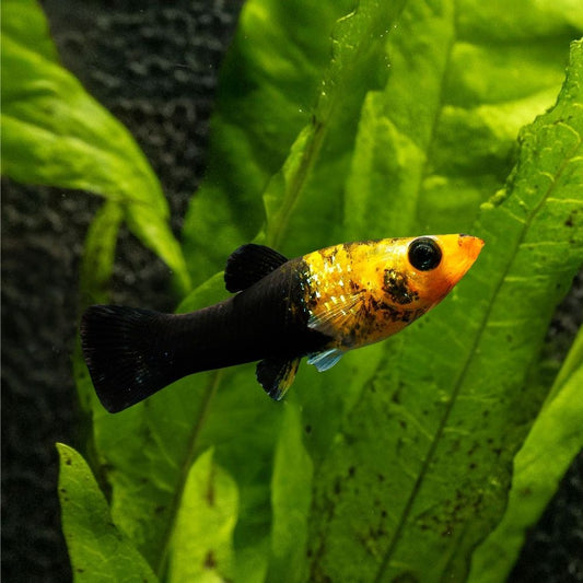 Panda Molly (Poecilia sphenops)