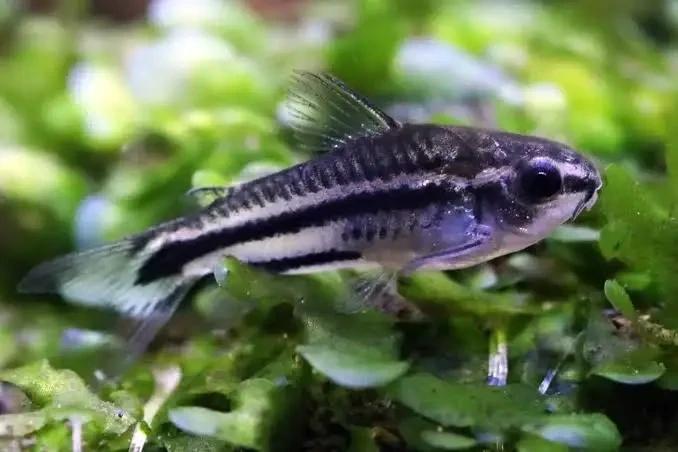 Pygmy Corydoras (Corydoras pygmaeus)