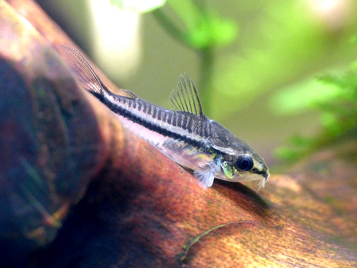 Pygmy Corydoras (Corydoras pygmaeus)