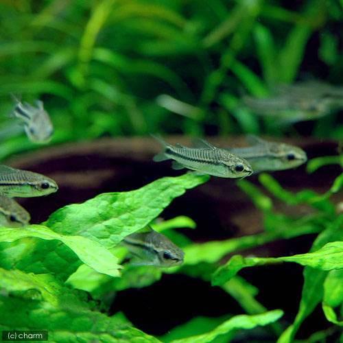 Pygmy Corydoras (Corydoras pygmaeus)