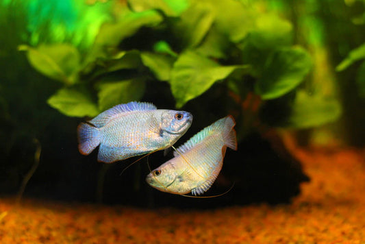Cobalt Blue Gourami / Powder Blue Gourami (Trichogaster lalius)