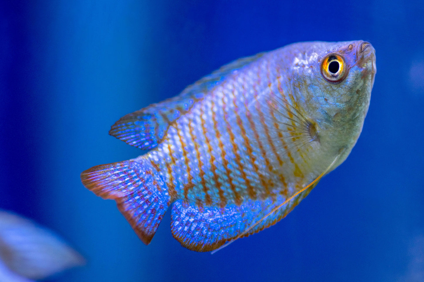Cobalt Blue Gourami / Powder Blue Gourami (Trichogaster lalius)