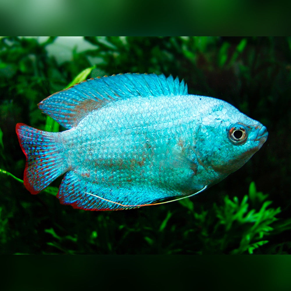 Cobalt Blue Gourami / Powder Blue Gourami (Trichogaster lalius)