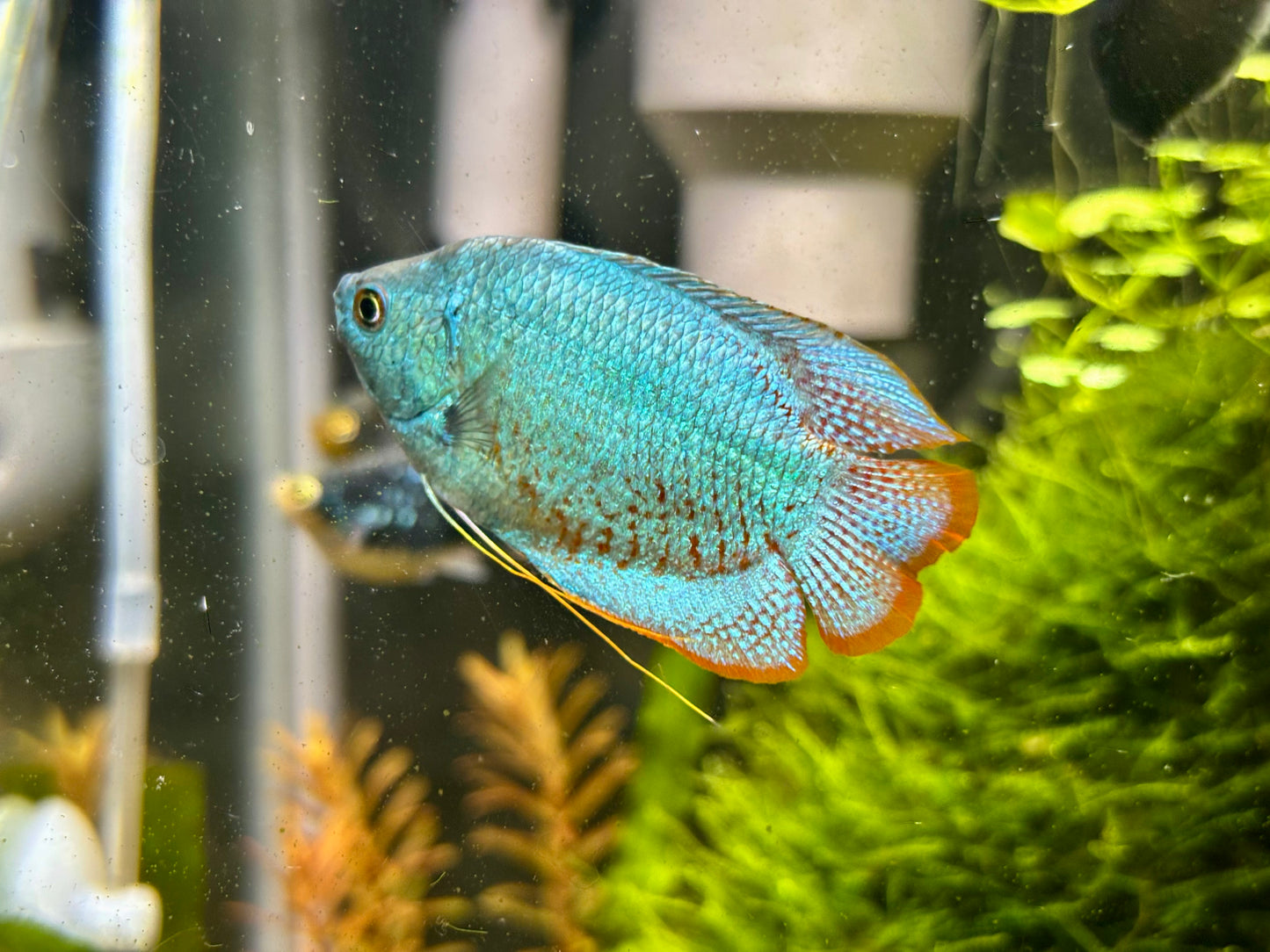 Cobalt Blue Gourami / Powder Blue Gourami (Trichogaster lalius)
