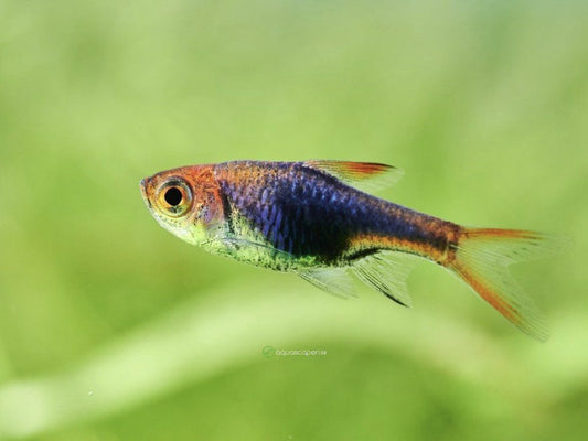 Purple Harlequin Rasbora (Trigonostigma heteromorpha)