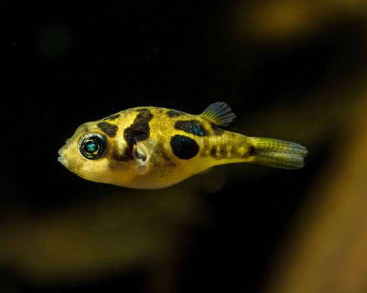 Pea Puffer (Carinotetraodon travancoricus)