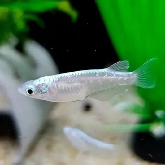 Platinum Ricefish (Oryzias latipes)
