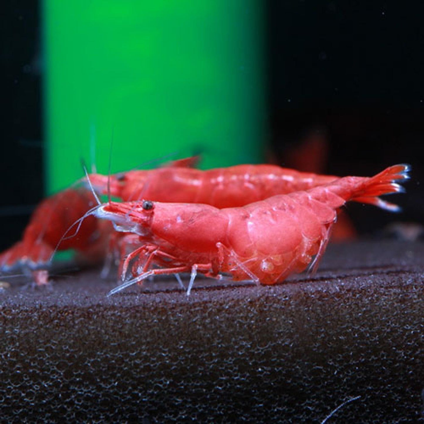Red Cherry Shrinp (Neocaridina davidi)