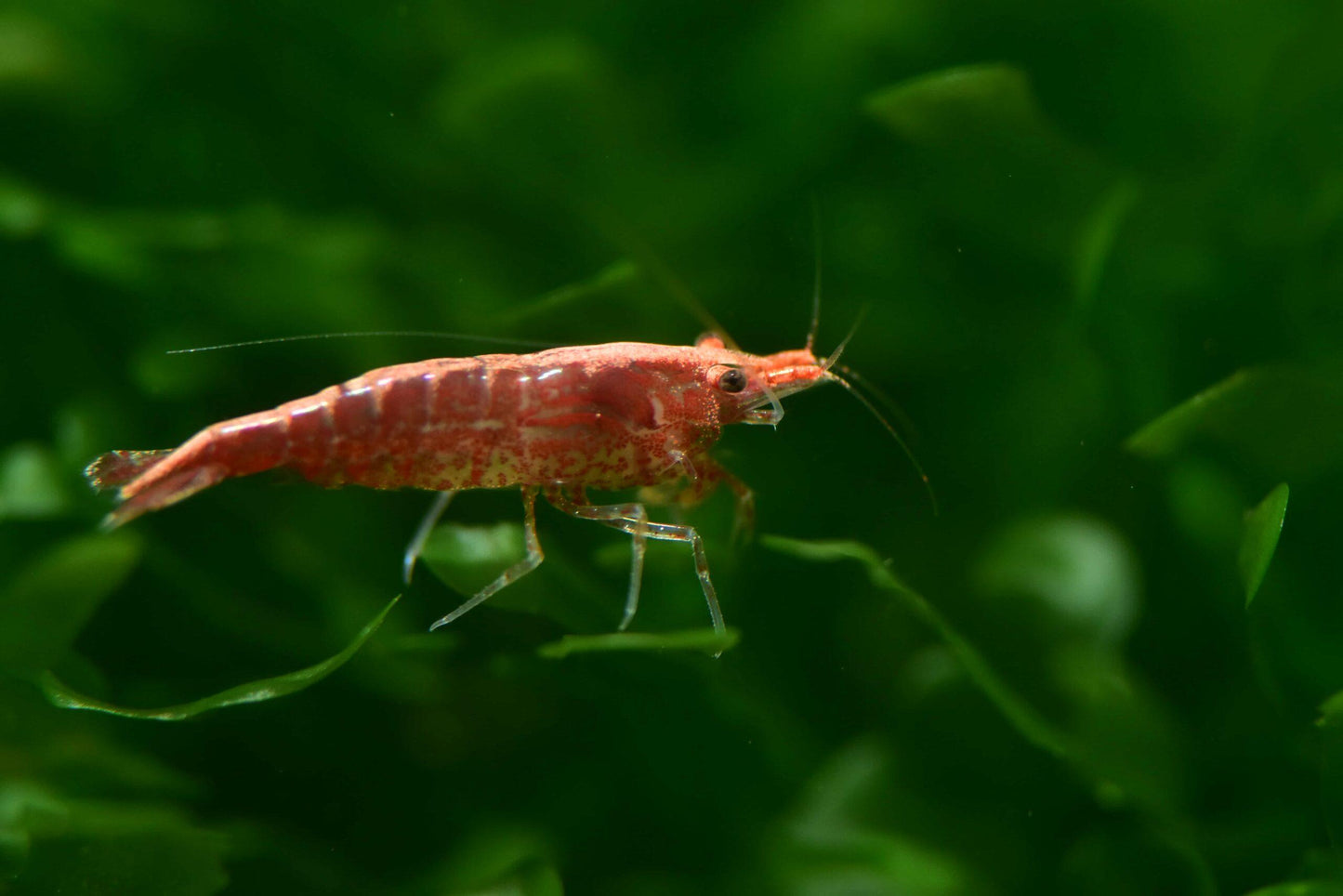 Red Cherry Shrinp (Neocaridina davidi)