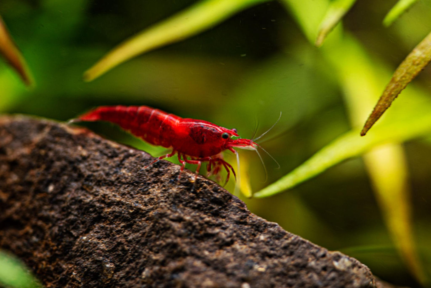 Red Cherry Shrinp (Neocaridina davidi)