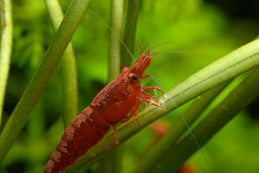 Red Cherry Shrinp (Neocaridina davidi)