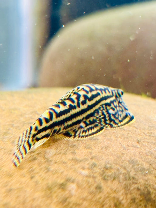 Reticulated Hillstream Loach (Sewellia lineolata)