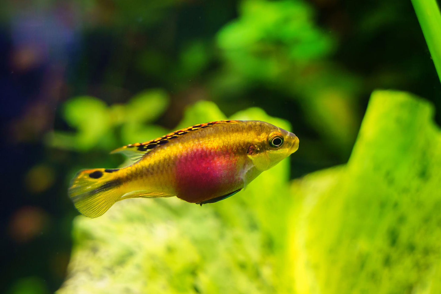 Rainbow Kribensis (Pelvicachromis pulcher)