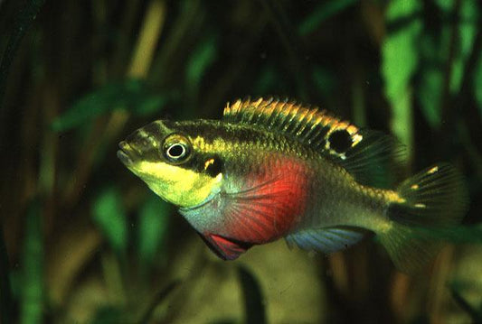 Rainbow Kribensis (Pelvicachromis pulcher)