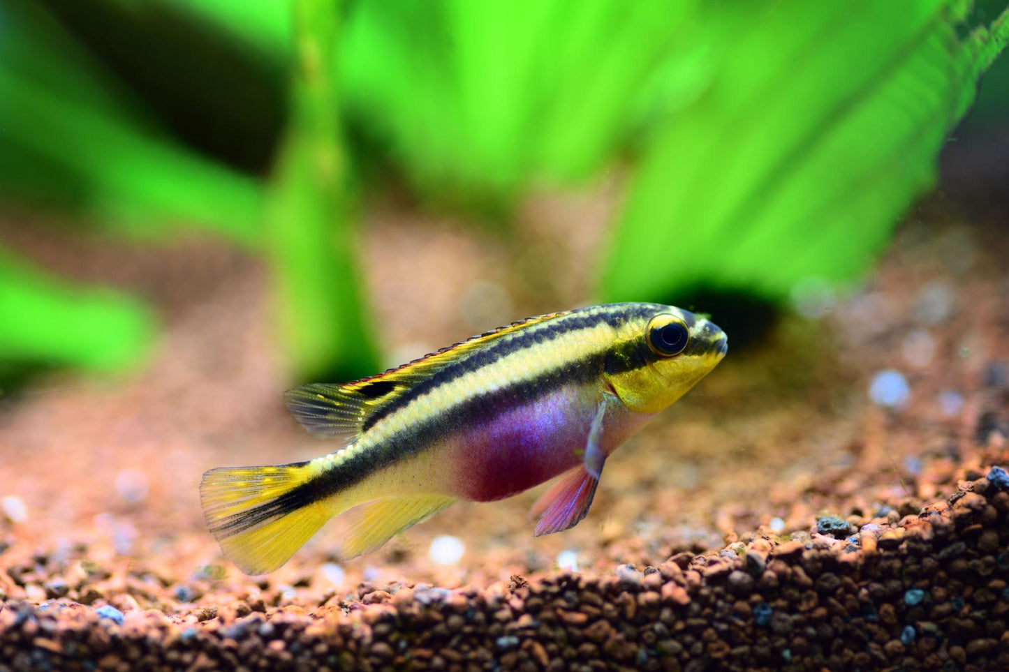 Rainbow Kribensis (Pelvicachromis pulcher)