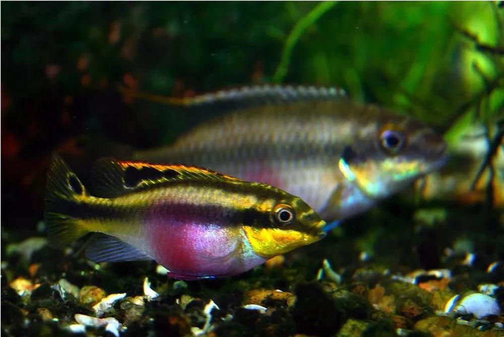 Rainbow Kribensis (Pelvicachromis pulcher)