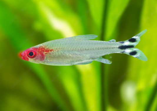 Rummynose Tetra (Hemigrammus rhodostomus)
