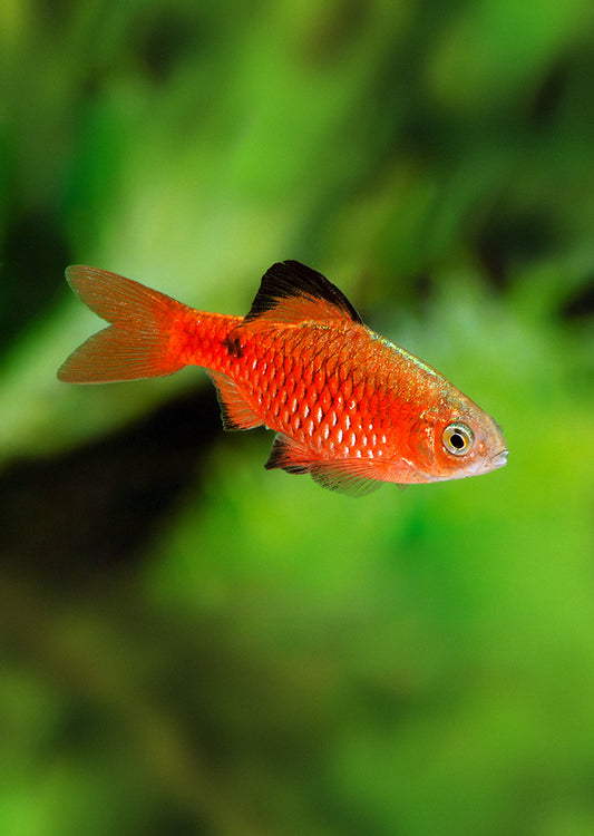 Rosy Barb (Pethia conchonius)