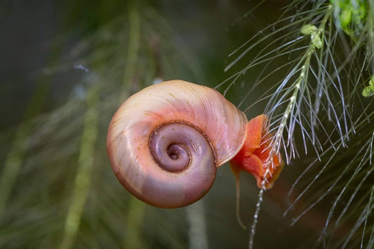 Ramshorn Snail (Planorbidae family)