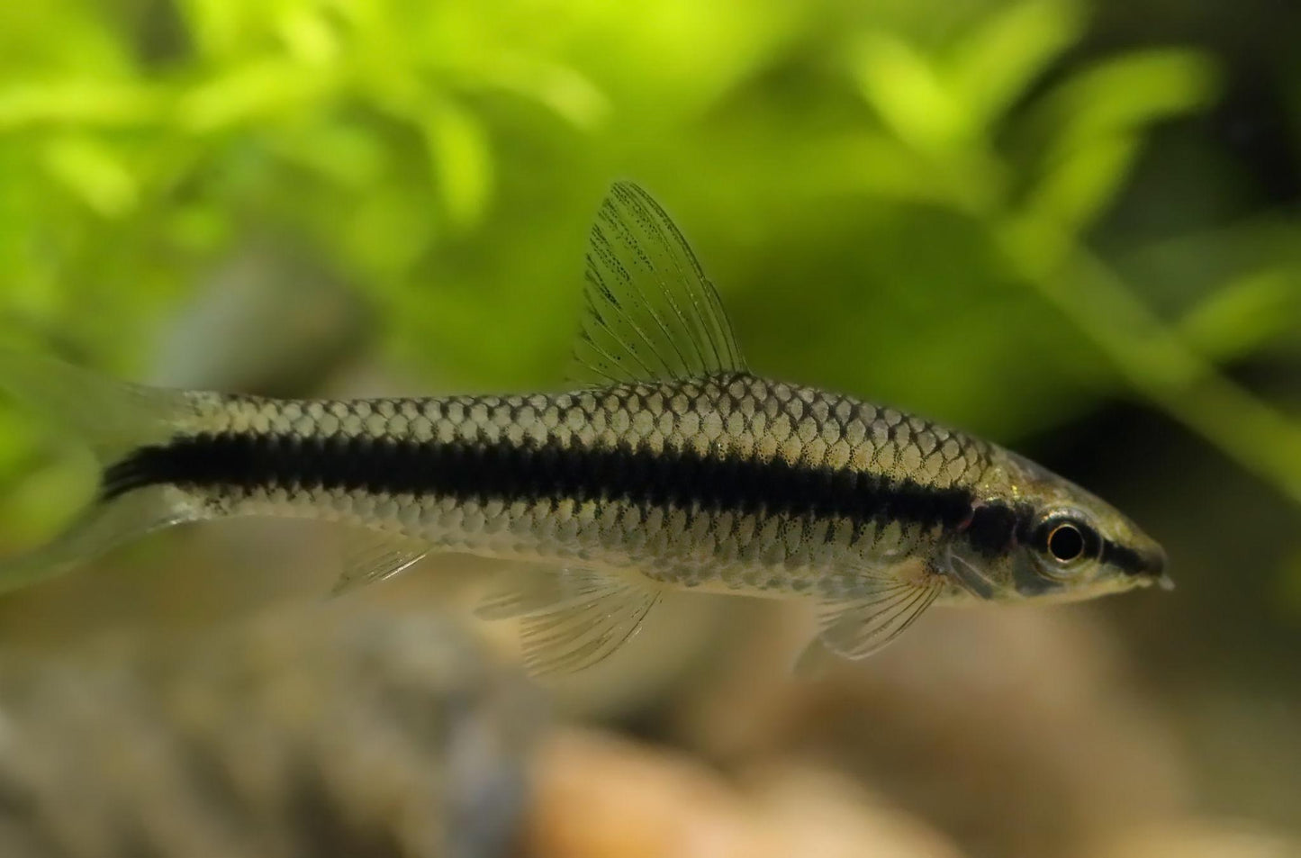 Siamese Algae Eater (Crossocheilus siamensis)