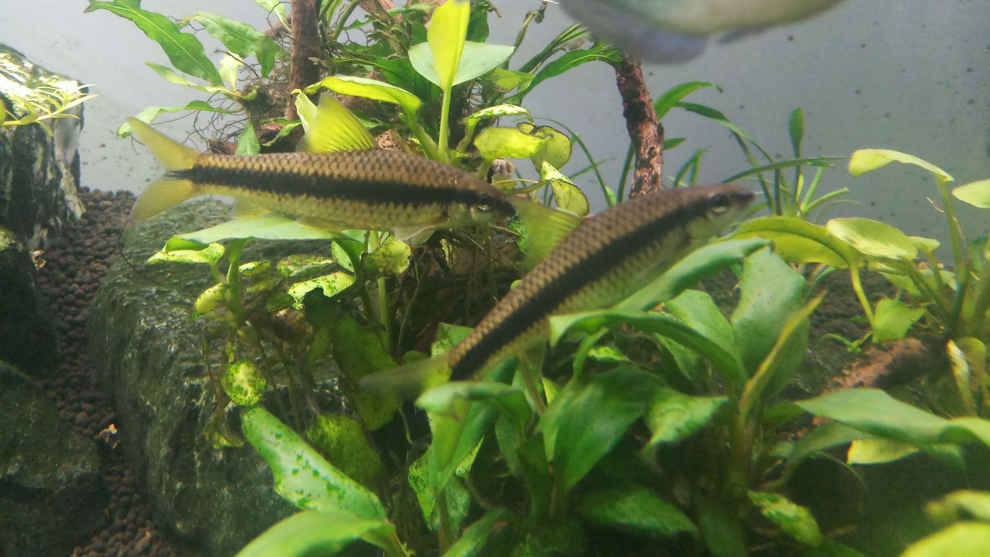 Siamese Algae Eater (Crossocheilus siamensis)