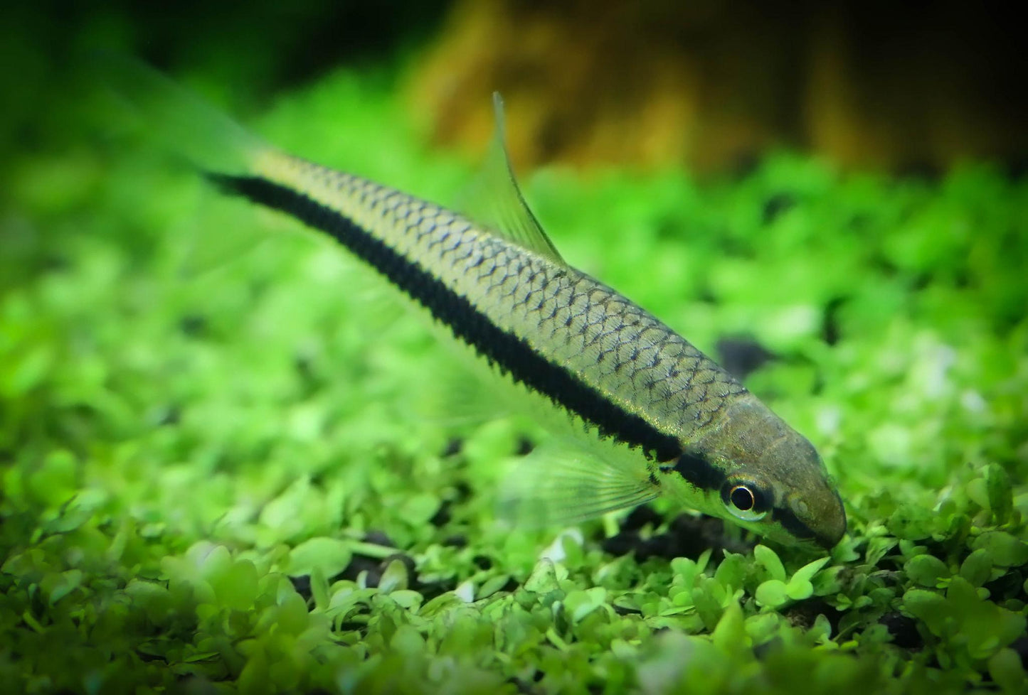 Siamese Algae Eater (Crossocheilus siamensis)