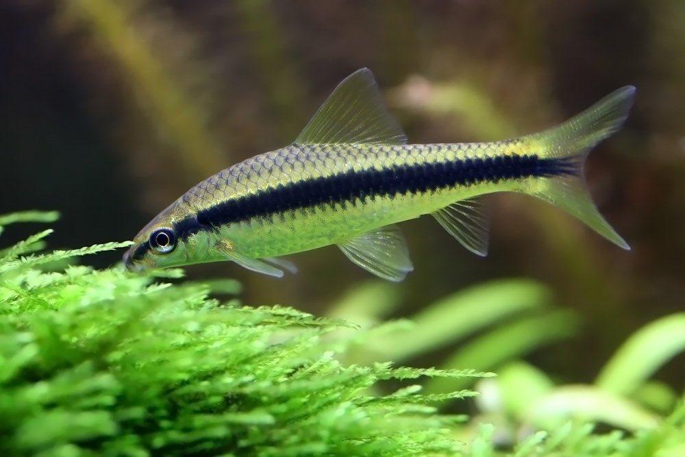 Siamese Algae Eater (Crossocheilus siamensis)