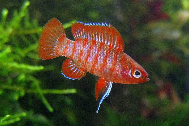 Scarlet Badis (Dario dario)