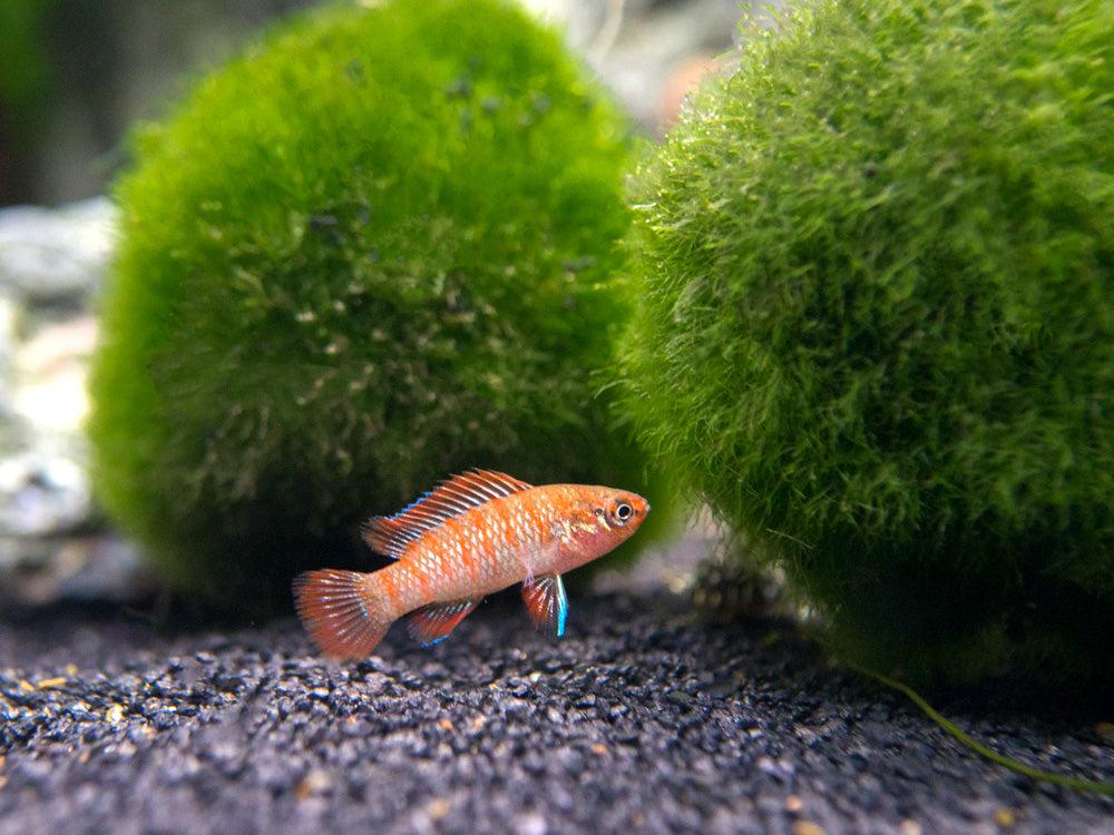 Scarlet Badis (Dario dario)