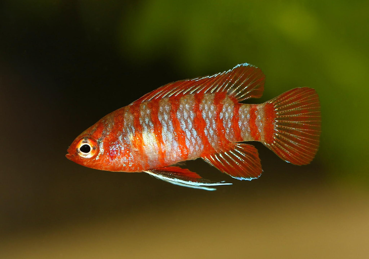 Scarlet Badis (Dario dario)