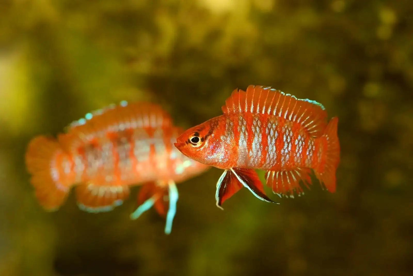Scarlet Badis (Dario dario)