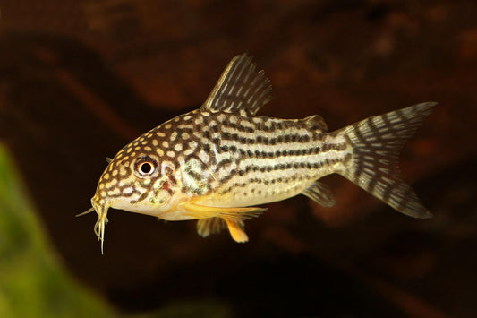 Sterbai Corydoras (Corydoras sterbai)