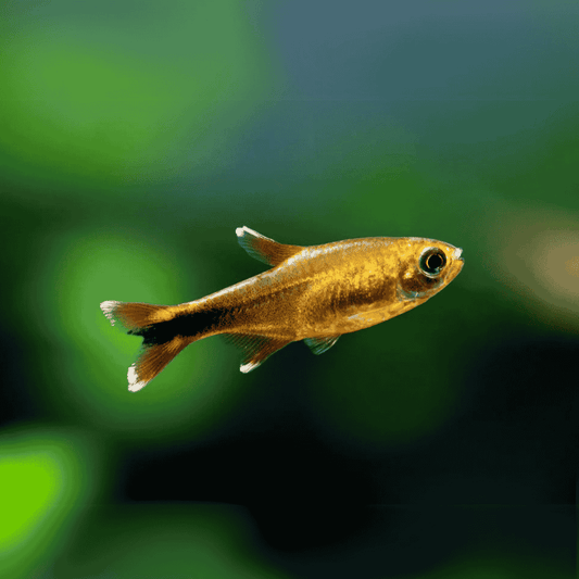 Silvertip Tetra (Hasemania nana)