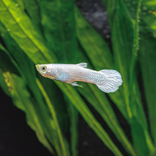 Snow White Guppy - Pair (Poecilia reticulata)