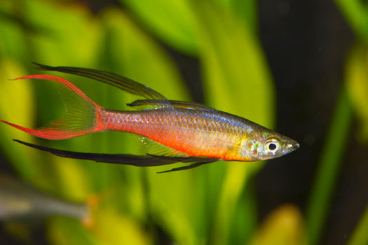 Threadfin Rainbowfish - Pair (Iriatherina werneri)