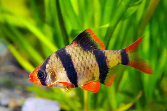 Tiger Barb (Puntigrus tetrazona)