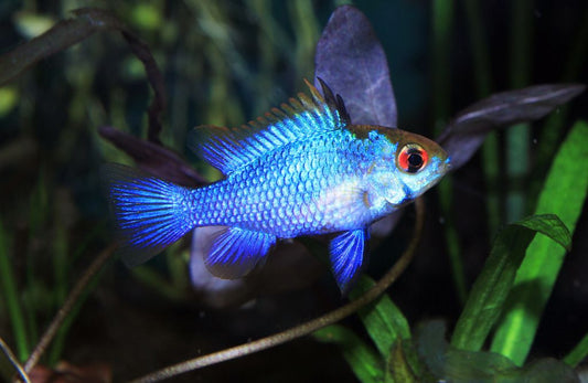 Thai Silk Ram / Electric Blue Ram (Mikrogeophagus ramirezi “Thai Silk”)