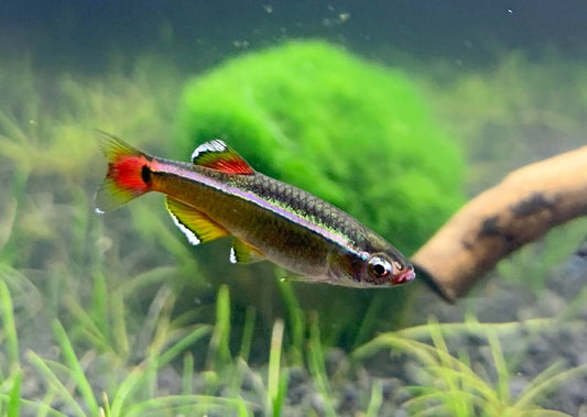 White Cloud Mountain Minnow (Tanichthys albonubes)