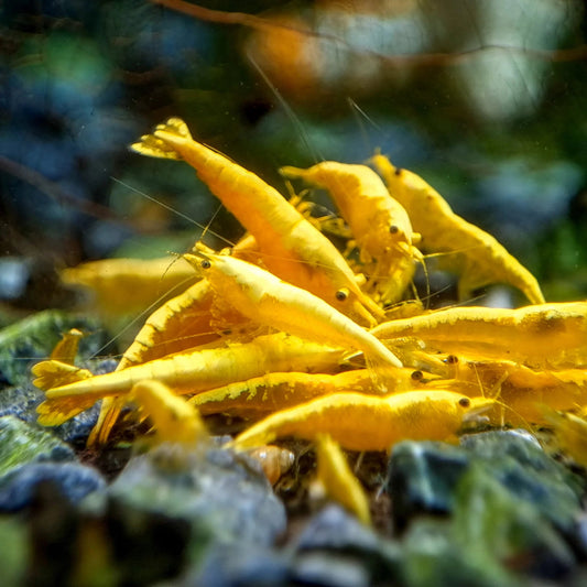 Yellow Neocaridina Shrimp (Neocaridina davidi)